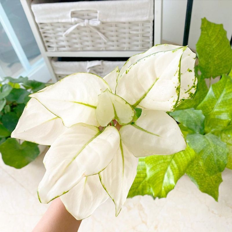 BIBIT TANAMAN HIAS AGLONEMA SUPER WHITE/ANAKAN AGLONEMA SUPER WHITE