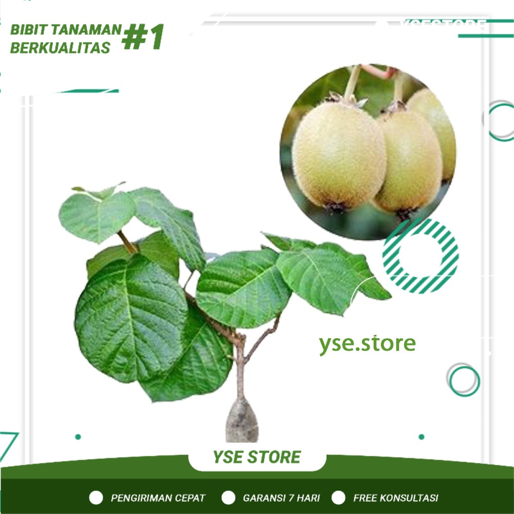 Bibit Buah Kiwi Jumbo Hasil Okulasi
