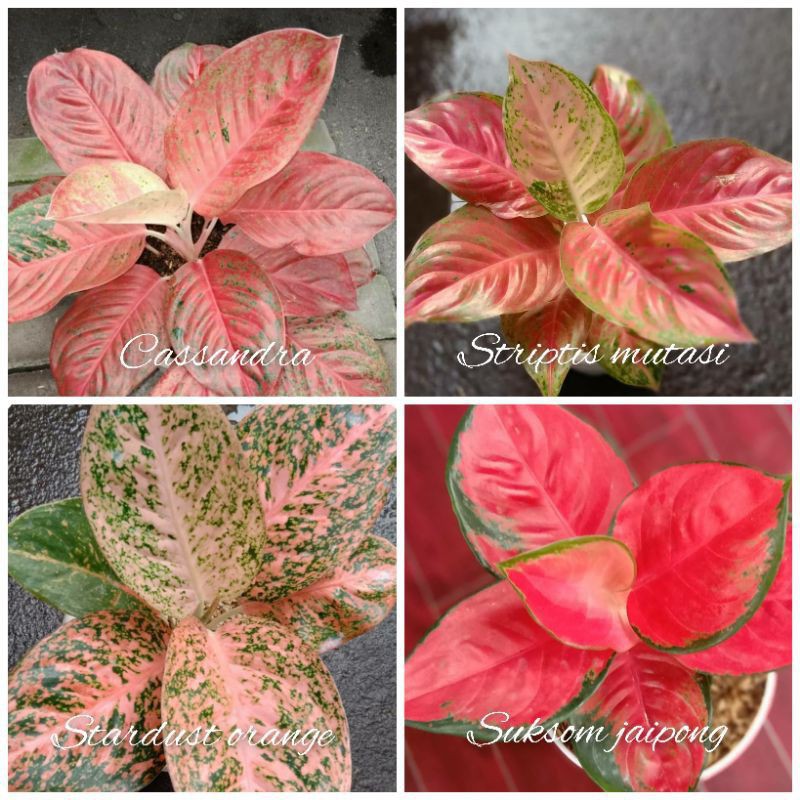 Promo paket 4 bonggol aglonema Casandra striptis mutasi Stardust orange