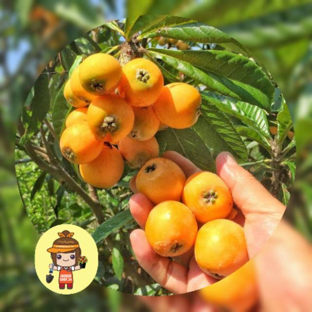 Tanaman Buah Lychee Biwa Siap Berbuah