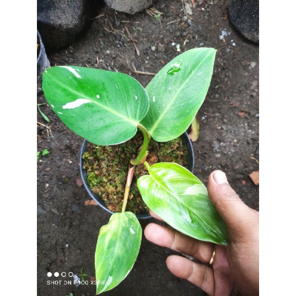 Philodendron White Princess