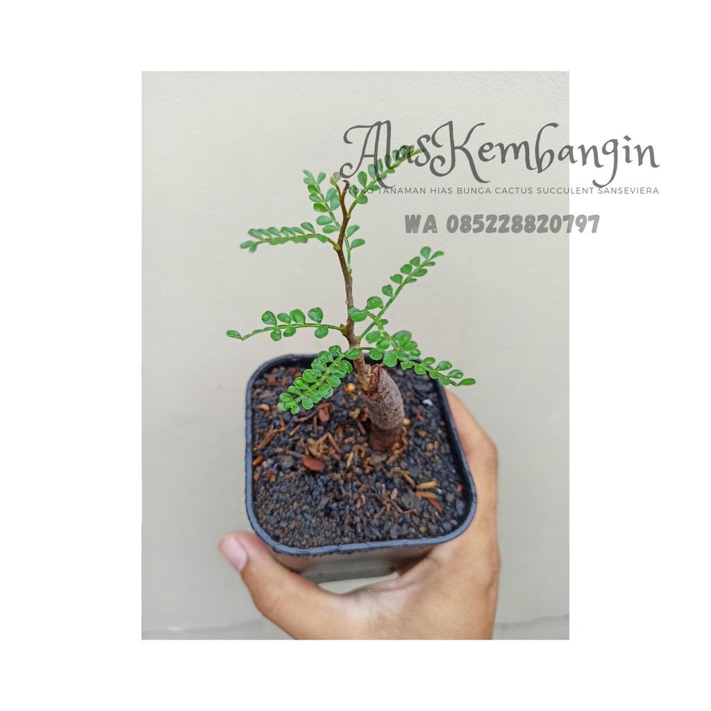 Bibit Pachypus Operculicarya | Sukulen | Bonsai Mini Madagaskar size XS