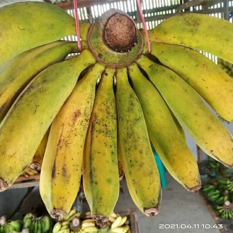 

Buah Pisang Raja Bulu Fresh / 1 Sisir