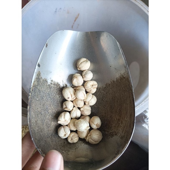 

Kapulaga Putih Lokal/ Cardamon Lokal 1KG