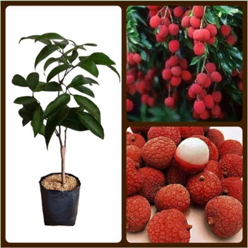 

leci com dataran rendah