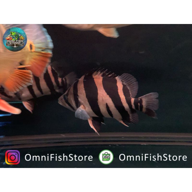 Ikan Datz Sumatra  +- 21cm | omnifishstore