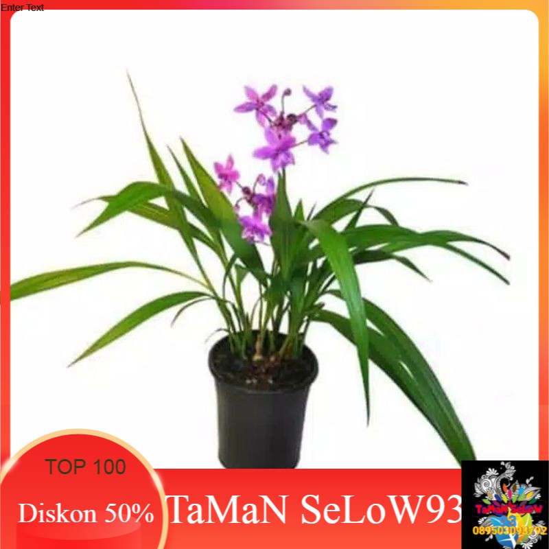 pohon anggrek tanah bunga ungu