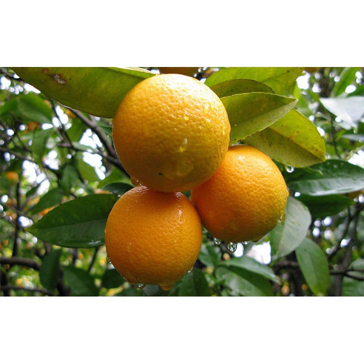 Sweet Orange Essential Oil Citrus sinensis Minyak Atsiri Jeruk Manis