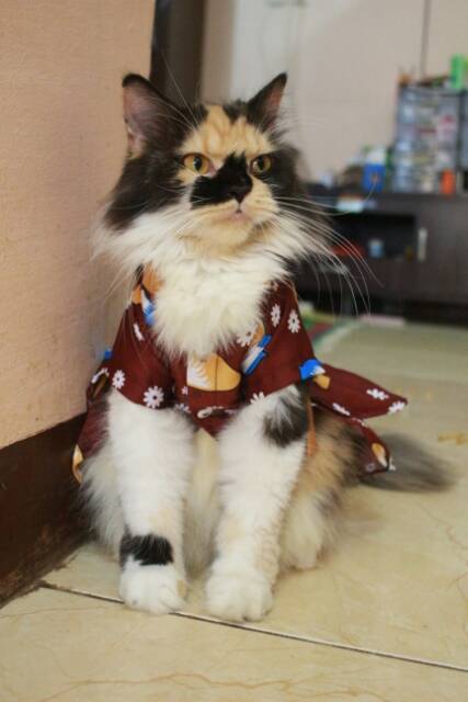 Dress hanbok kupu-kupu coklat lucu untuk kucing dan anjing size S M L XL / Baju kucing murah