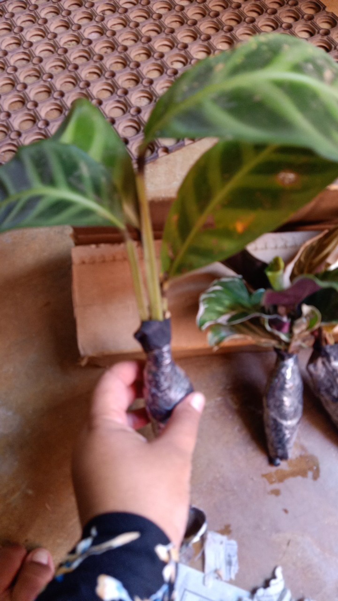 Calathea Zebrina/promo Murah