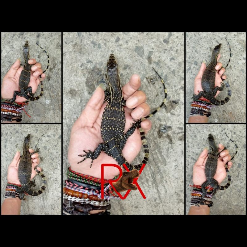 VARANUS SALVATOR BIAWAK BABY NO IGUANA GECKO