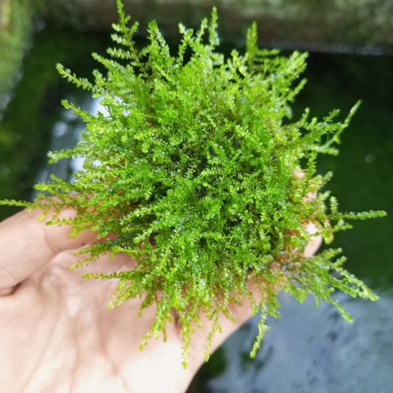 Jual Moss Weeping Media Wabikusa Tanaman Aquascape Shopee Indonesia