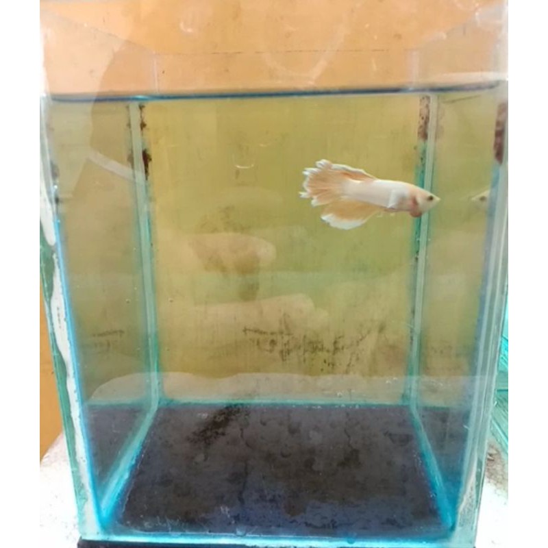 PROMO CUPANG HAFLMOON SOFT GOLD / BETTA FISH HM SG