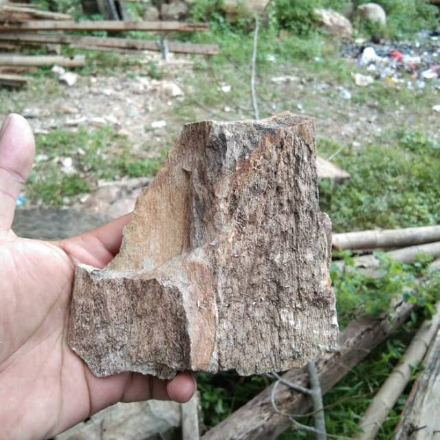 BATU KAYU FOSIL AQUASCAPE