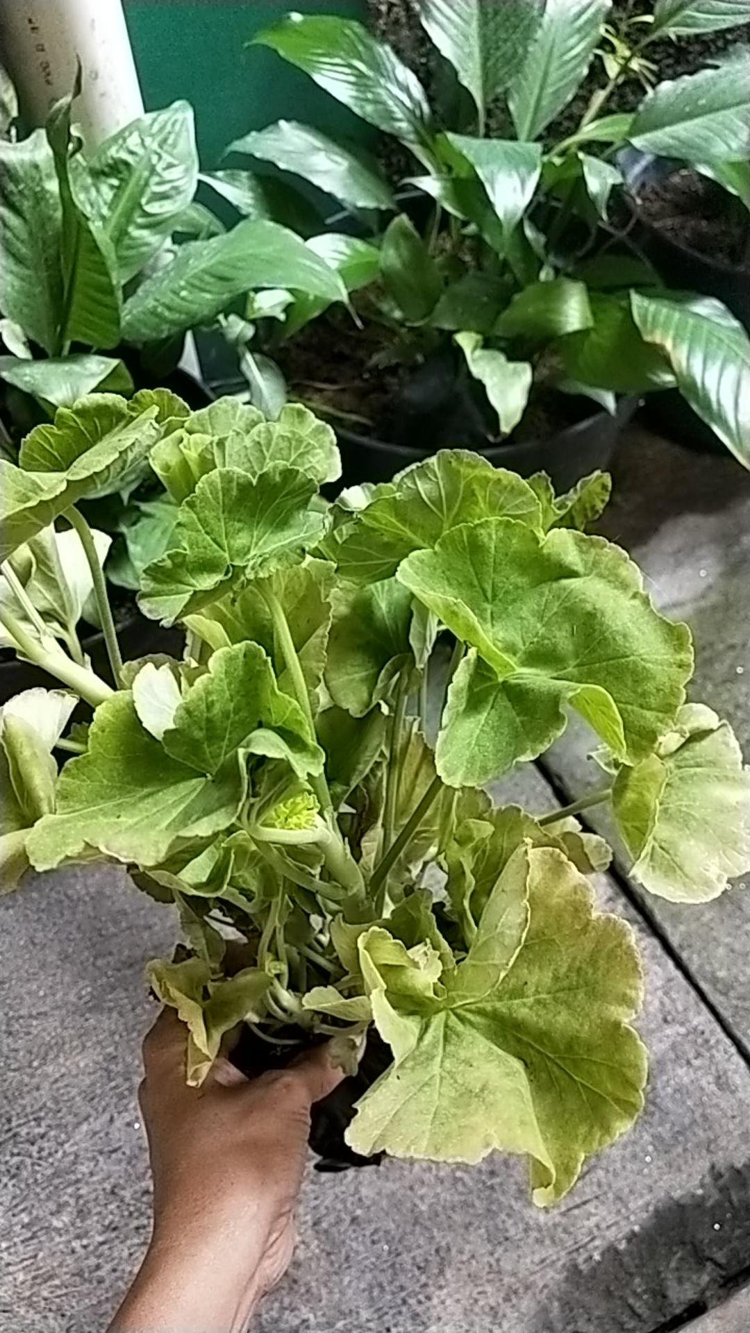 Tanaman Hias Bunga Geranium Import.