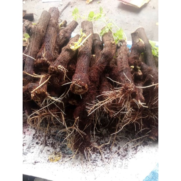 cutting anggur alfonso ukuran kaki dewasa sudah berakar dan kalus 1kg