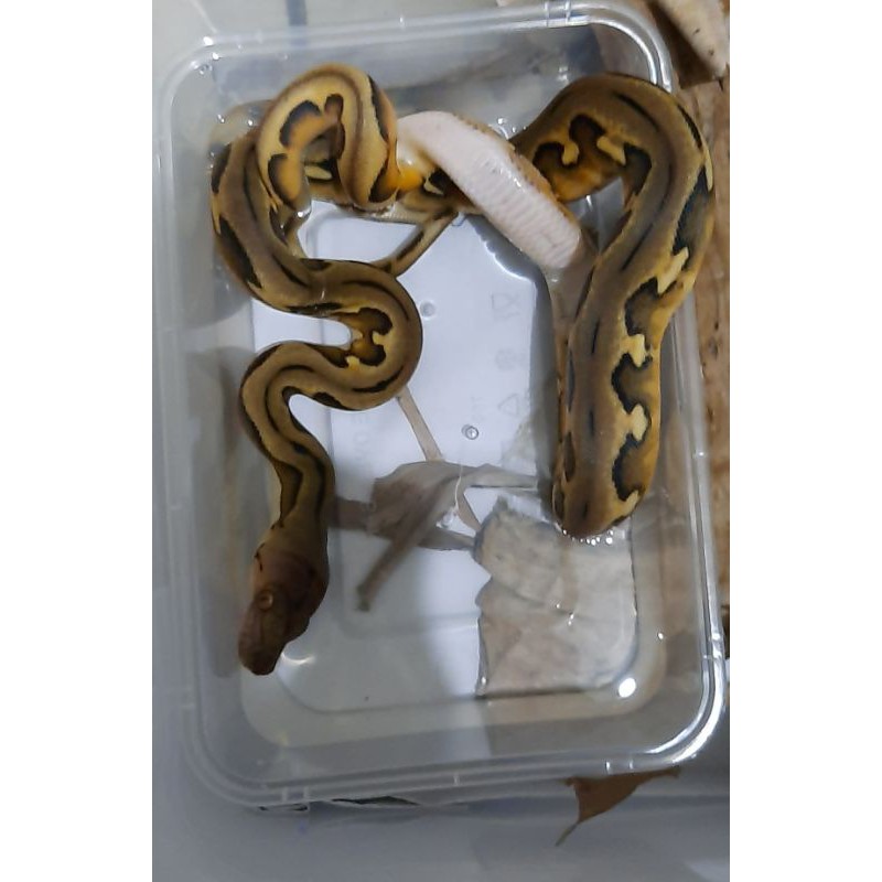 Retic Tiger Sunfier