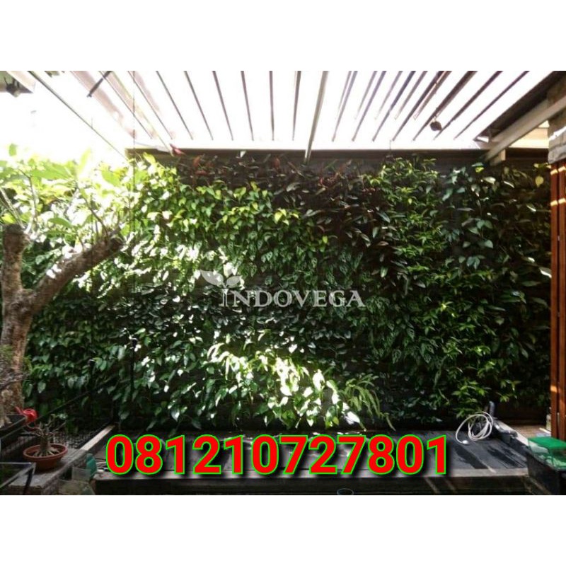 tukang taman vertikal garden - tukang taman pembuatan VERTICAL garden BERGARANSI