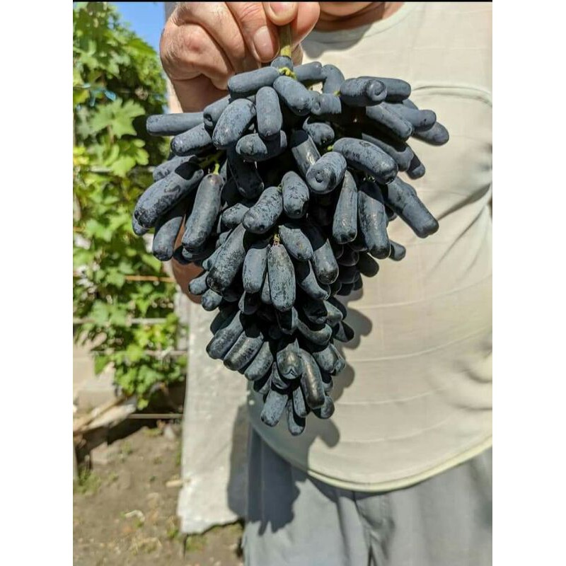 

bibit anggur moondrop