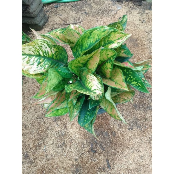 Aglonema HengHeng Gold Rumpun Jumbo