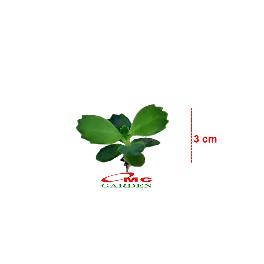 Cocor Bebek Sukulen Sekulen Bryophyllum Pinnatum Tanaman Hias Bibit 03