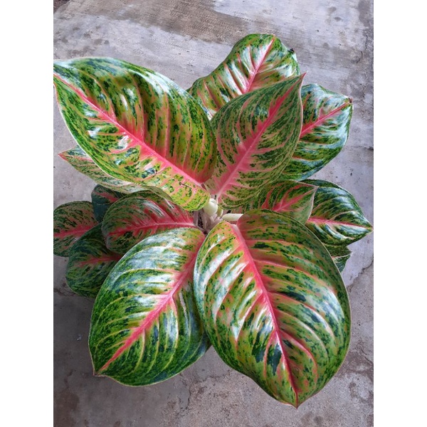 AGLONEMA BIG PAPA MUTASI ( BIGPAPA SERASA ANDINI )