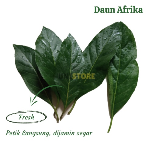 

Termurah Herbal Daun Afrika Selatan Segar 750 gram [ fresh produk ]