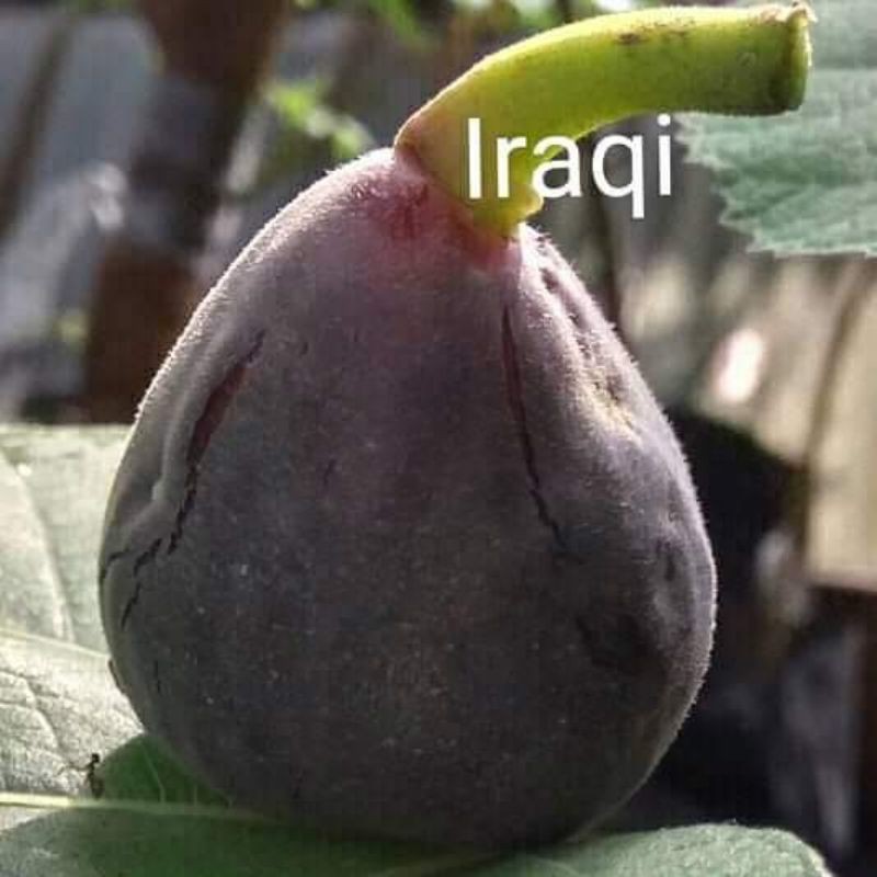 Bibit buah tin IRAQI fresh cangkok | bibit buah tin hitam