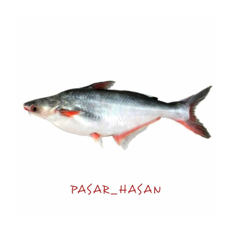 

PASAR HASAN | 1 Ekor Ikan Patin Konsumsi | Sayur Online | Ikan Segar