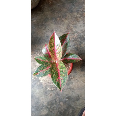 aglaonema red stardas