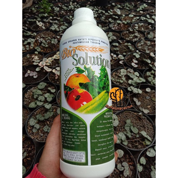pupuk cair bio solution cocok untuk kaktus dan sekulen