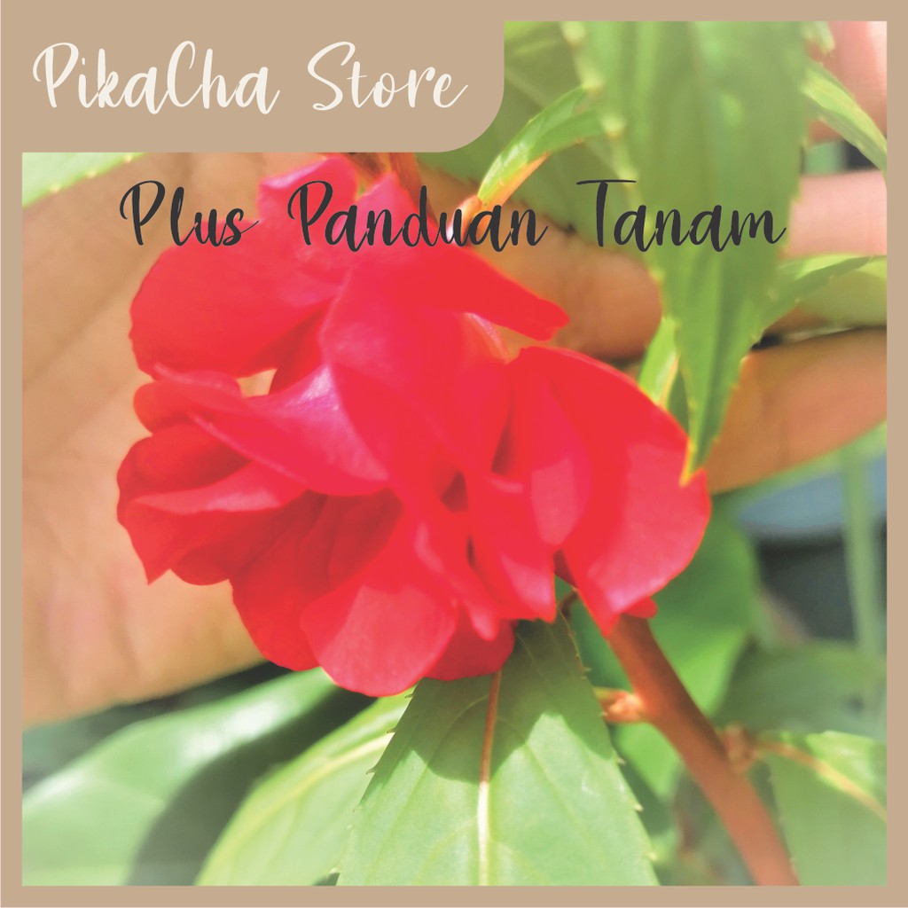 Benih Pacar Air Tumpuk Rose Merah (Impatiens Balsamina)