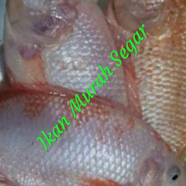 

IKAN NILA MERAH SEGAR / TILAPIA 1 Kg