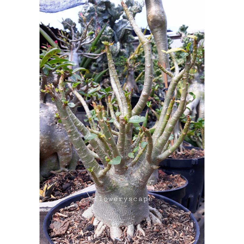 Adenium nsdd