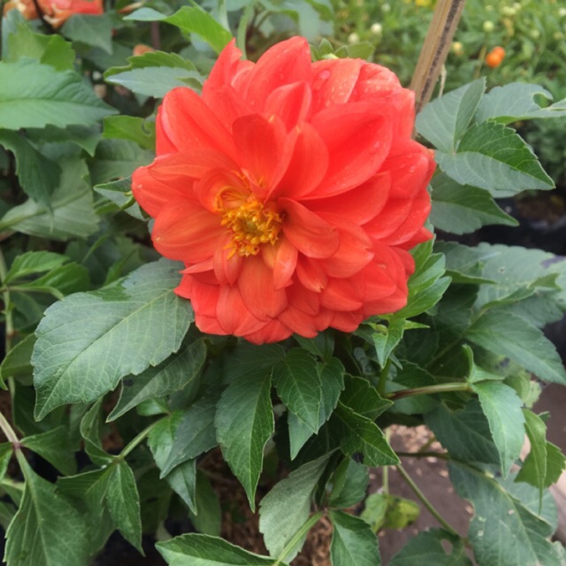 tanaman hidup bunga dahlia besar edible flower bunga tanaman hidup bunga dahlia besar edible flower bunga