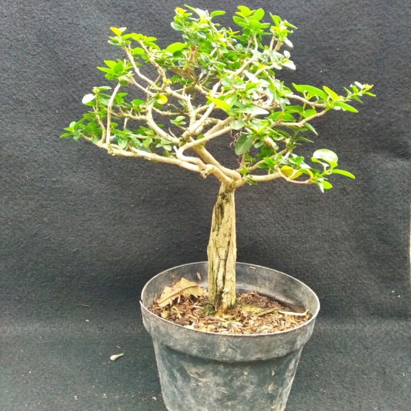 Tanaman hias Bonsai Sancang/Bonsai sancang ukuran sedang tanaman hias