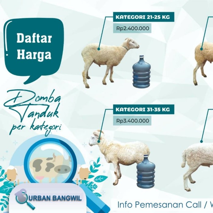 

Hewan Kurban Domba Grade D 30-35kg Murah Free ongkir Jabode