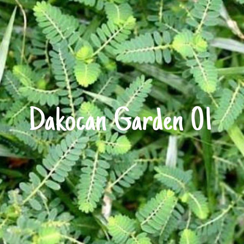 

DAUN MENIRAN SEGAR 1KG MURAH PETIK LANGSUNG