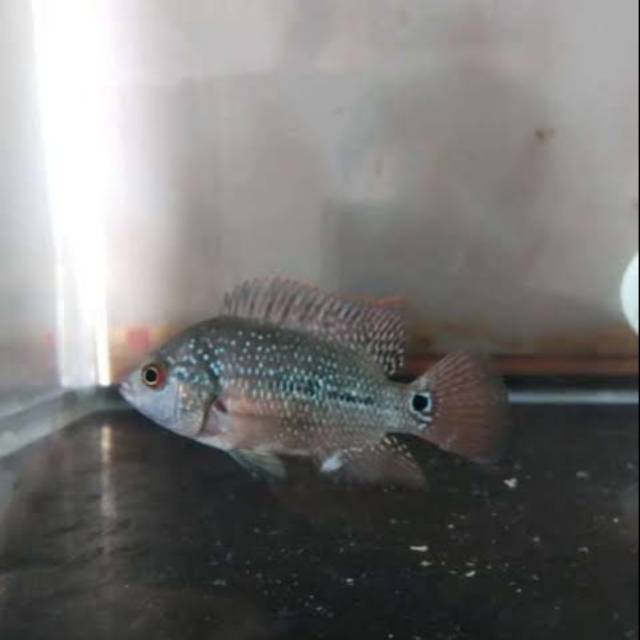 Ikan Louhan kamfa / louhan kamfa