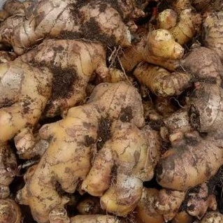 

jahe putih super segar 1kg