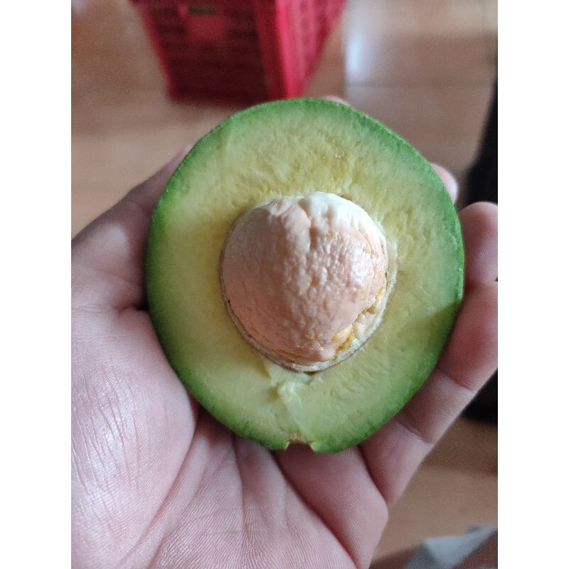 

alpukat mentega (alpukat bola tenis)
