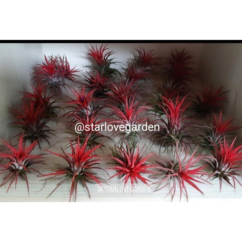 Tillandsia Fuego Dewasa #Tillandsia