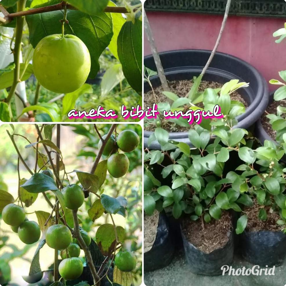 SP2 BIBIT BUAH APEL INDIA ATAU APEL PUTSA SUPER KW A1