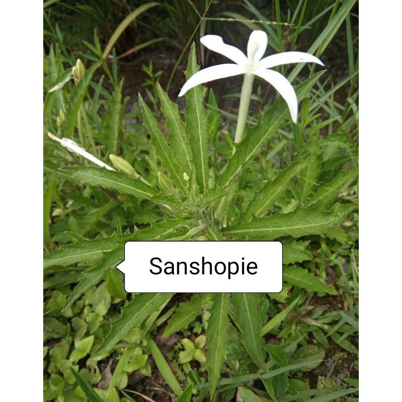 

Daun kitolod Atau kitolo segar per 500 gram