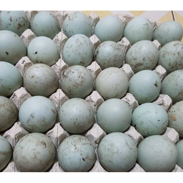 

10 butir Telur bebek fertil(untuk di tetaskan)