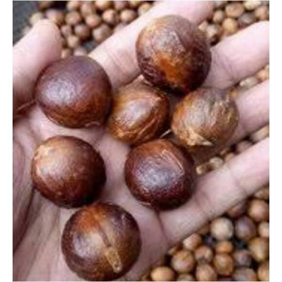 

Rempah Rempah BUAH PALA ( @ 100 Gram )