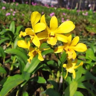 Anggrek Dendrobium Sure gold yellow