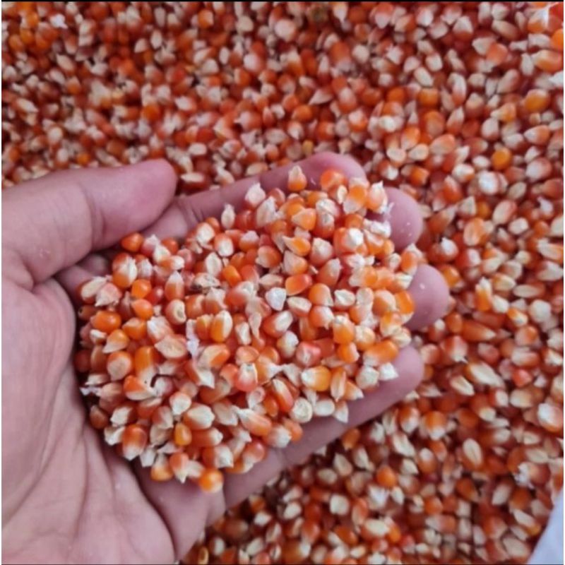 JAGUNG KRISTAL SUPER PAKAN BURUNG DARA / MERPATI / AYAM