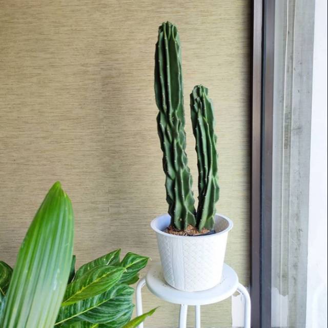 Tanaman hias kaktus lilin - kaktus batu