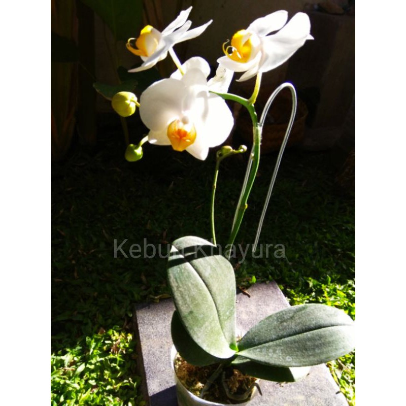 Anggrek Bulan Mini / Phalaenopsis Putih Lidah Kuning Mini